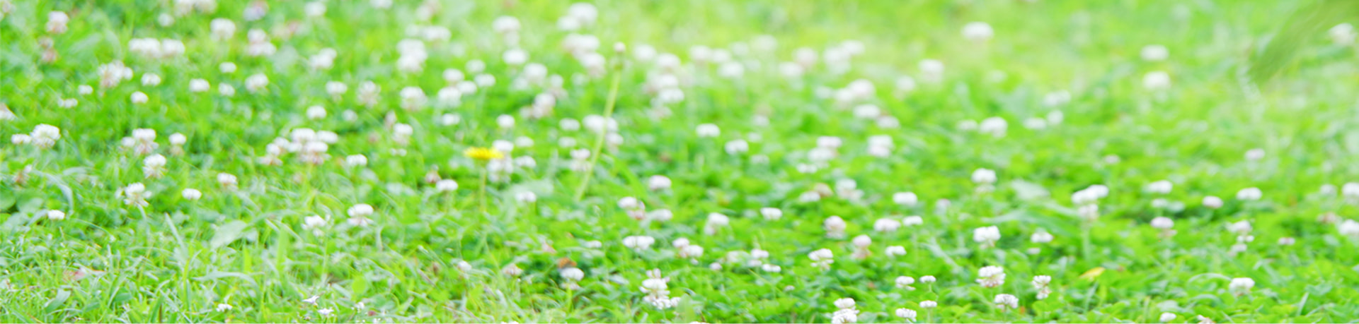 サステナビリティの見出し画像