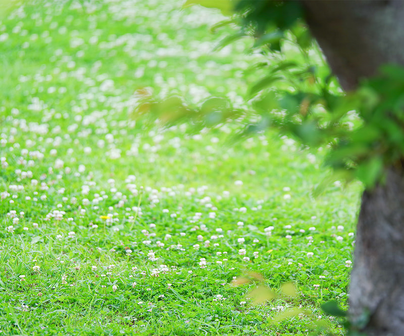 サステナビリティの見出し画像