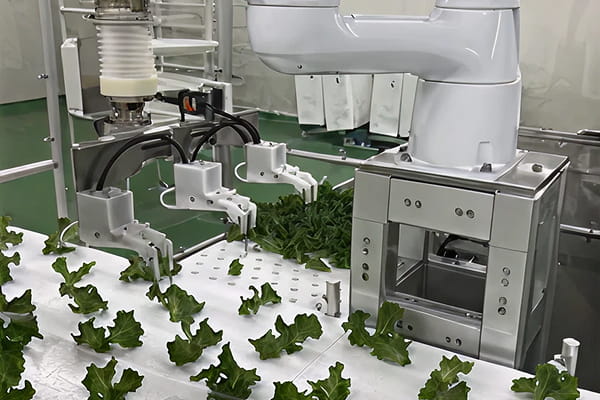 植物工場向け野菜選定機動作写真1