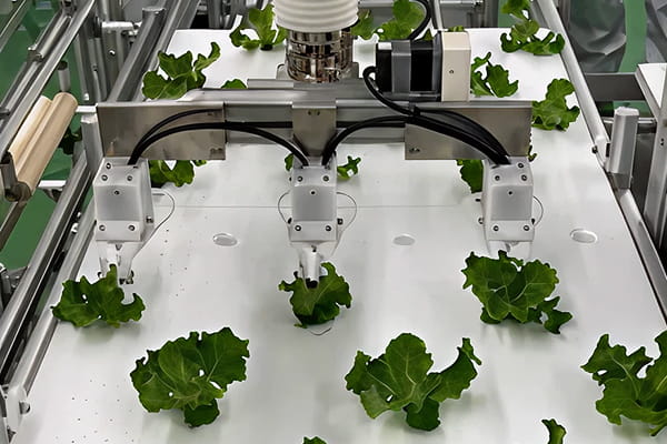 植物工場向け野菜選定機動作写真2