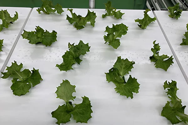 植物工場向け野菜選定機動作写真3