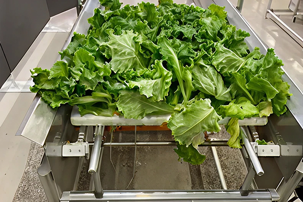 植物工場向け根切機カット開始写真