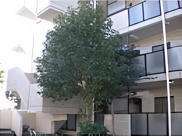 高木選定作業前写真