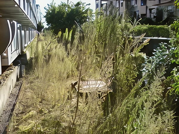 除草作業前写真