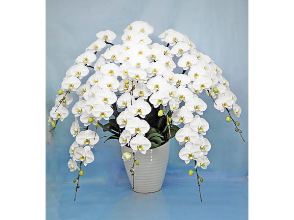 大輪胡蝶蘭写真