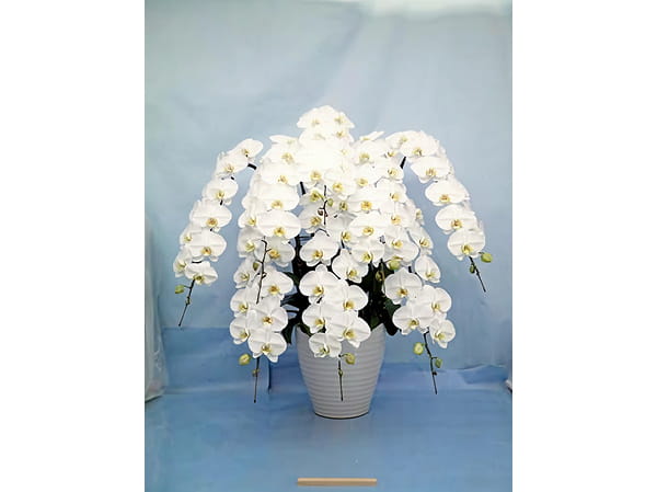 大輪胡蝶蘭8本立写真