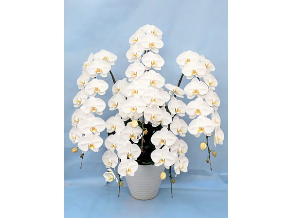 大輪胡蝶蘭5本立1