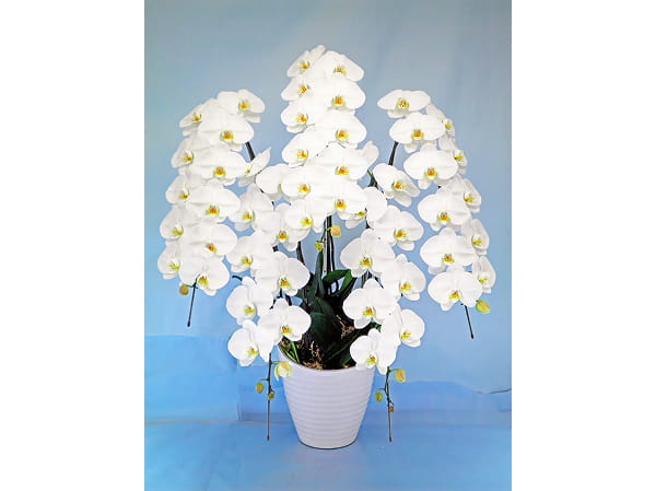 大輪胡蝶蘭5本立2