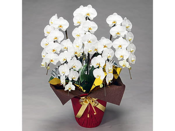 大輪胡蝶蘭5本立3