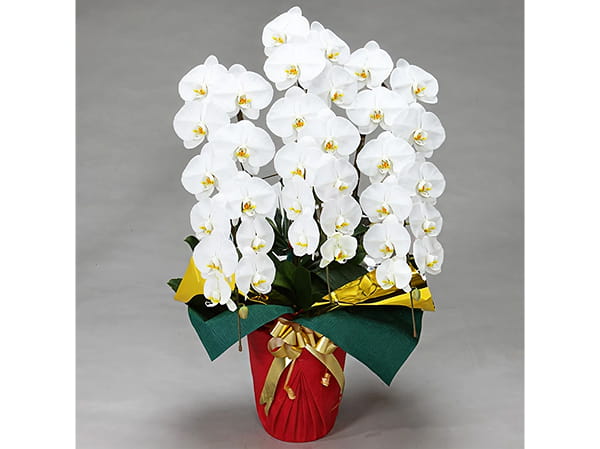 大輪胡蝶蘭5本立4