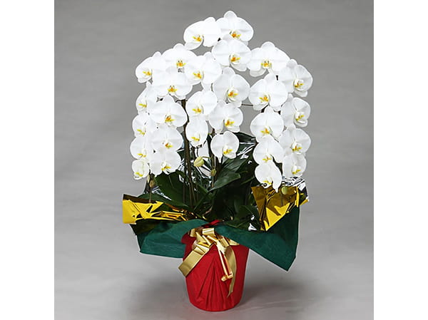 大輪胡蝶蘭3本立写真1