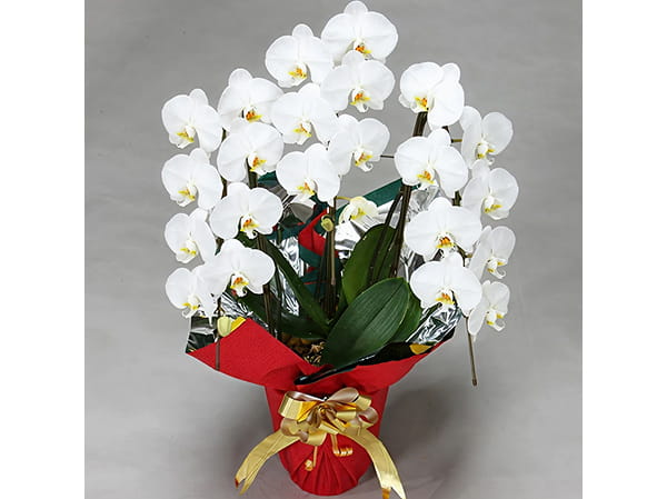 大輪胡蝶蘭3本立写真2