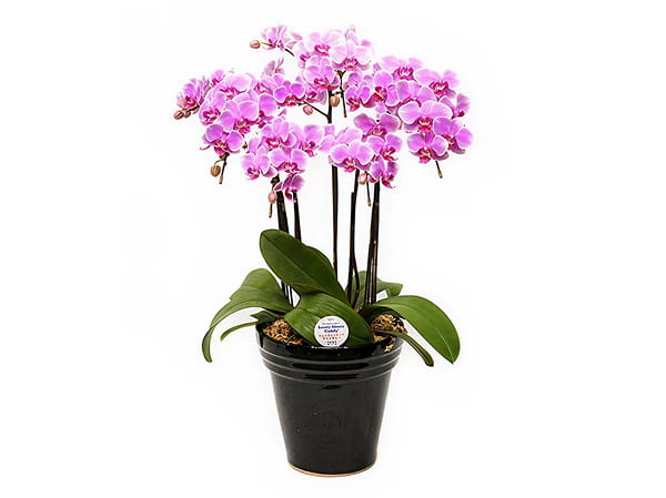 ミディ胡蝶蘭5本立写真