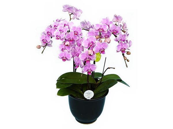 ミディ胡蝶蘭3本立写真1