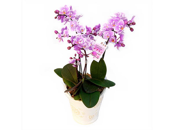 ミディ胡蝶蘭3本立写真2