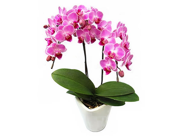 ミディ胡蝶蘭2本立写真