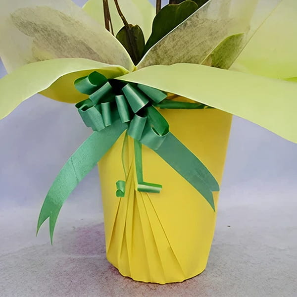 オプションラッピング写真